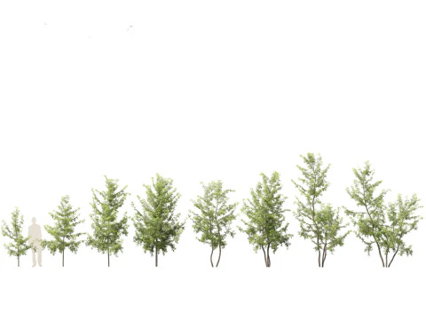 Urban Streetscape Trees Pack 11 3D Model