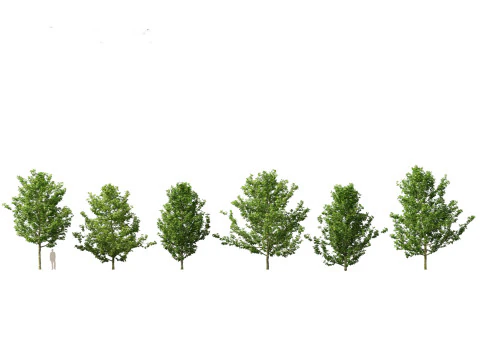 Urban Streetscape Trees Pack 11 3D Model