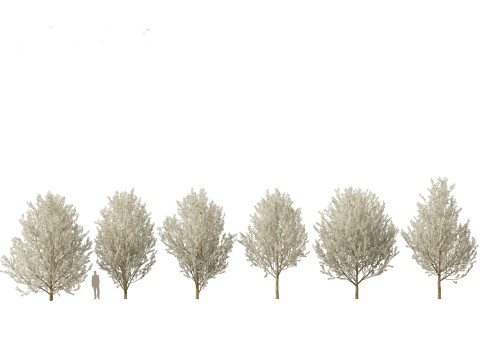 Paquete de &aacute;rboles de paisaje urbano 11 Modelo 3D