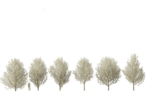 Urban Streetscape Trees Pack 11 3D Model