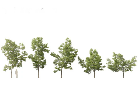 Urban Streetscape Trees Pack 11 3D Model
