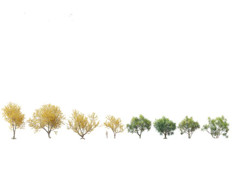 Urban Streetscape Trees Pack 11 3D Model