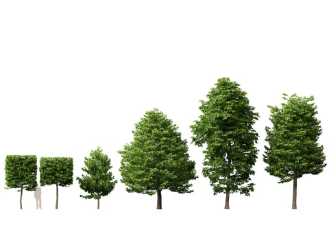 Urban Streetscape Trees Pack 11 3D Model
