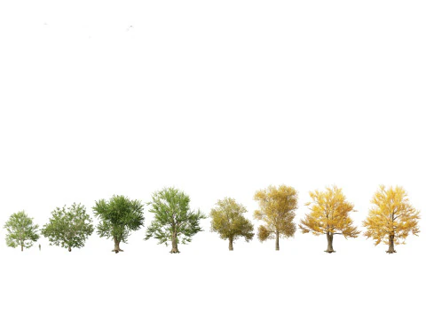 Urban Streetscape Trees Pack 11 3D Model