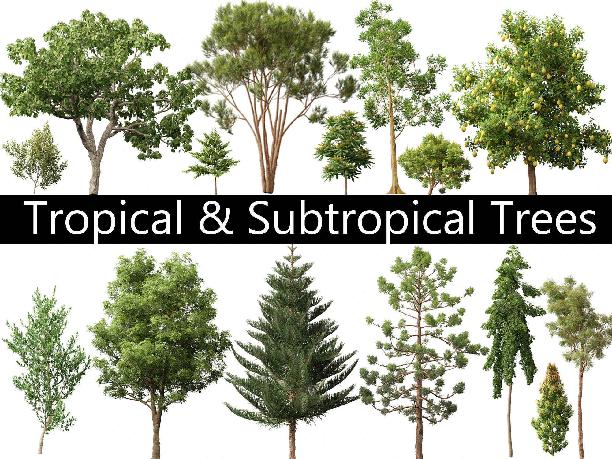 Tropical Subtropical Trees Pack 463Ds Max 3D Model .c4d .max .obj .3ds .fbx .stl .blend