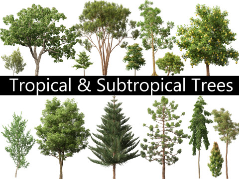 Tropische subtropische bomenpakket 463Ds Max 3D Model