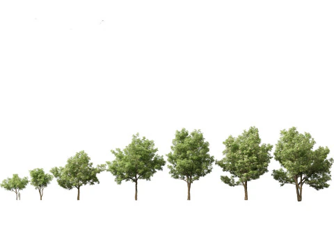 Tropical Subtropical Trees Pack 463Ds Max 3D Model