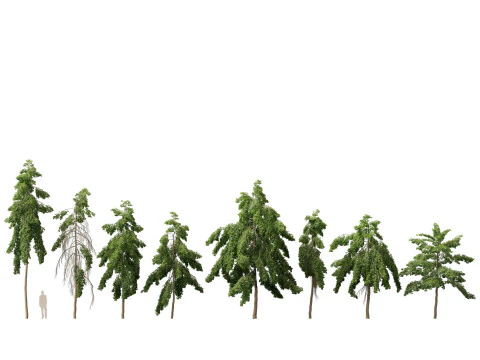 Tropical Subtropical Trees Pack 463Ds Max 3D Model