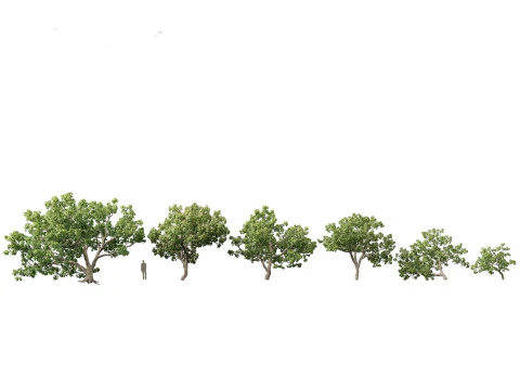 Tropical Subtropical Trees Pack 463Ds Max 3D Model
