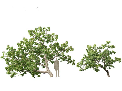 Tropical Subtropical Trees Pack 463Ds Max 3D Model