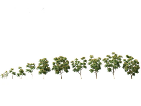 Tropical Subtropical Trees Pack 463Ds Max 3D Model