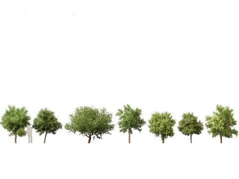 Tropical Subtropical Trees Pack 463Ds Max 3D Model