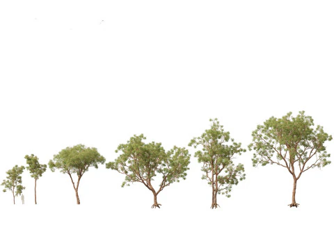 Tropical Subtropical Trees Pack 463Ds Max 3D Model