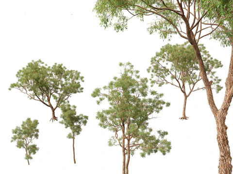 Tropical Subtropical Trees Pack 463Ds Max 3D Model