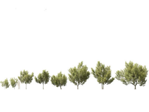 Tropical Subtropical Trees Pack 463Ds Max 3D Model