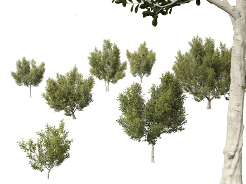 Tropical Subtropical Trees Pack 463Ds Max 3D Model
