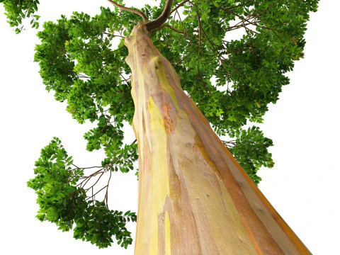 Tropical Subtropical Trees Pack 463Ds Max 3D Model