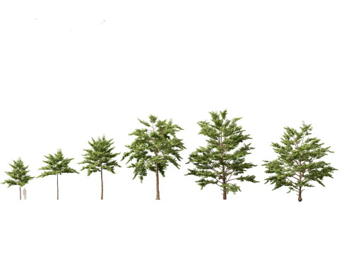 Tropical Subtropical Trees Pack 463Ds Max 3D Model