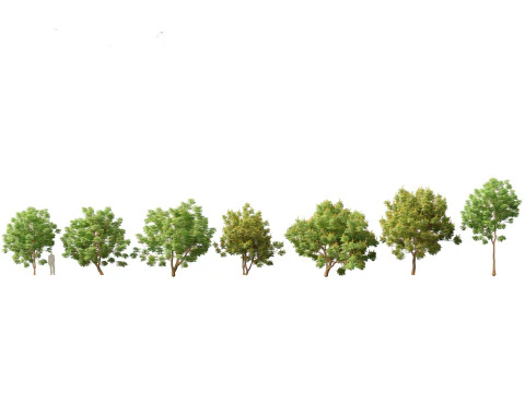 Tropical Subtropical Trees Pack 463Ds Max 3D Model