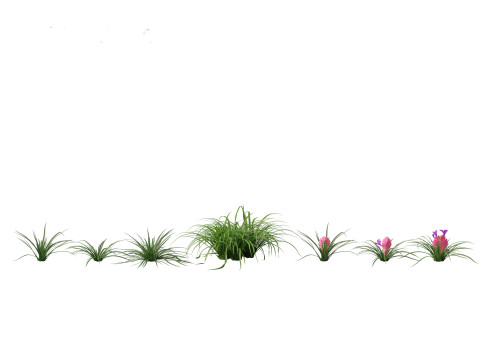 Pacote de Folhagens Ex&oacute;ticas Tropicais 49 Modelo 3D