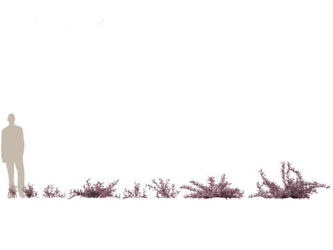 Pacote de Folhagens Ex&oacute;ticas Tropicais 49 Modelo 3D