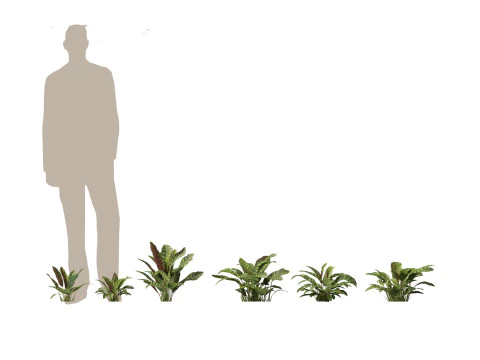 Tropical Exotic Foliage Pack 49 3D Model