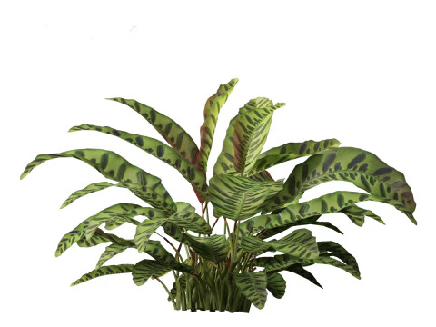 Tropical Exotic Foliage Pack 49 3D Model