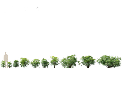 Pacote de Folhagens Ex&oacute;ticas Tropicais 49 Modelo 3D