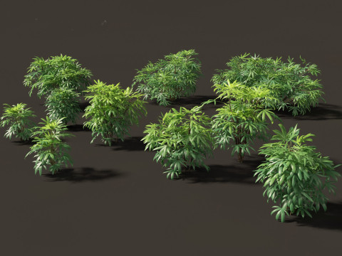 Pacote de Folhagens Ex&oacute;ticas Tropicais 49 Modelo 3D