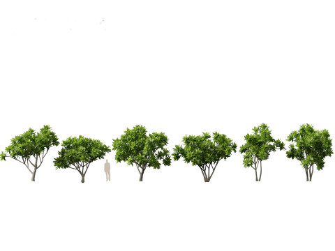 Pacote de Folhagens Ex&oacute;ticas Tropicais 49 Modelo 3D