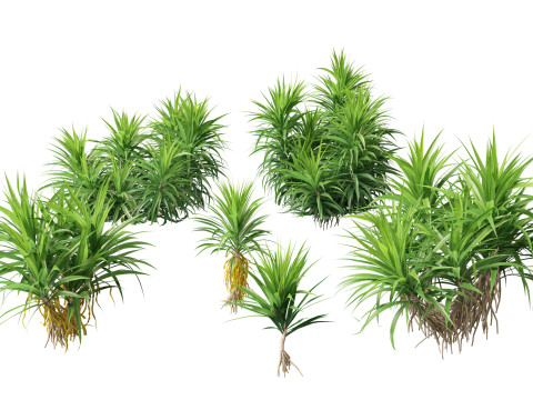 Pacote de Folhagens Ex&oacute;ticas Tropicais 49 Modelo 3D