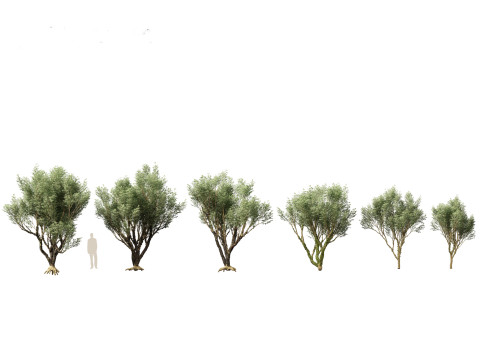 Pacote de Folhagens Ex&oacute;ticas Tropicais 49 Modelo 3D