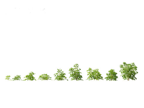 Pacote de Folhagens Ex&oacute;ticas Tropicais 49 Modelo 3D