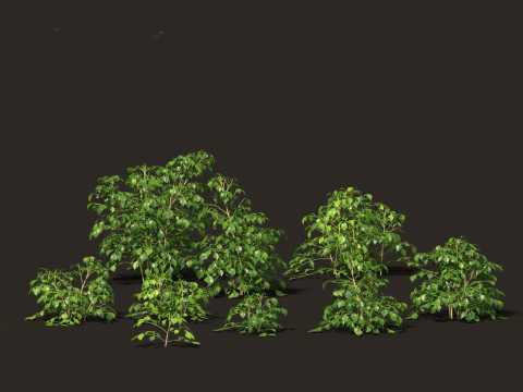 Pacote de Folhagens Ex&oacute;ticas Tropicais 49 Modelo 3D