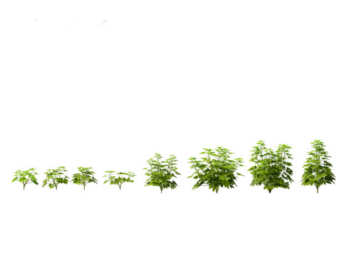 Pacote de Folhagens Ex&oacute;ticas Tropicais 49 Modelo 3D