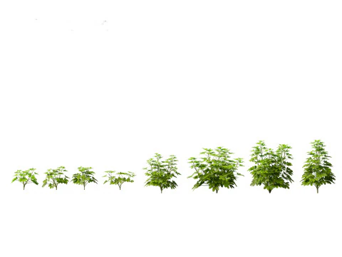 Tropical Exotic Foliage Pack 49 3D Model