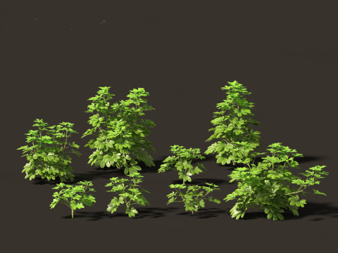 Pacote de Folhagens Ex&oacute;ticas Tropicais 49 Modelo 3D