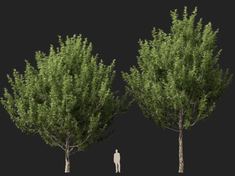 HighpolyLowpoly Platanus Racemosa - Sicomoro della California Modello 3D