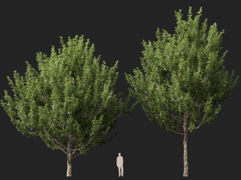 HighpolyLowpoly Platanus Racemosa - California Sycamore 3D Model