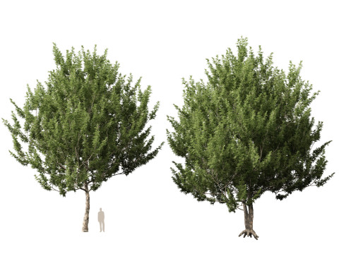 HighpolyLowpoly Platanus Racemosa - Sicomoro della California Modello 3D