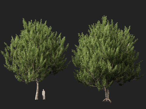 HighpolyLowpoly Platanus Racemosa - Sicomoro della California Modello 3D