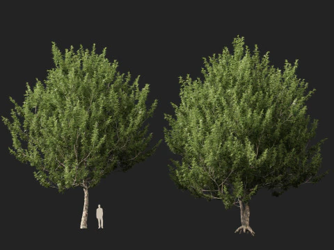 HighpolyLowpoly Platanus Racemosa - California Sycamore 3D Model