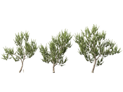 HighpolyLowpoly Platanus Racemosa - Sicomoro della California Modello 3D