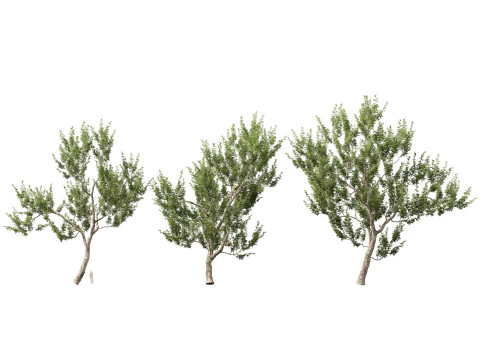 HighpolyLowpoly Platanus Racemosa - California Sycamore 3D Model