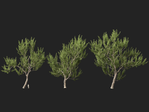 HighpolyLowpoly Platanus Racemosa - Sicomoro della California Modello 3D