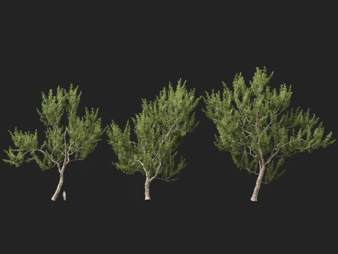 HighpolyLowpoly Platanus Racemosa - California Sycamore 3D Model