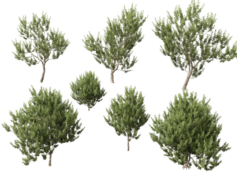 HighpolyLowpoly Platanus Racemosa - Sicomoro della California Modello 3D .c4d .max .obj .3ds .fbx .stl .blend