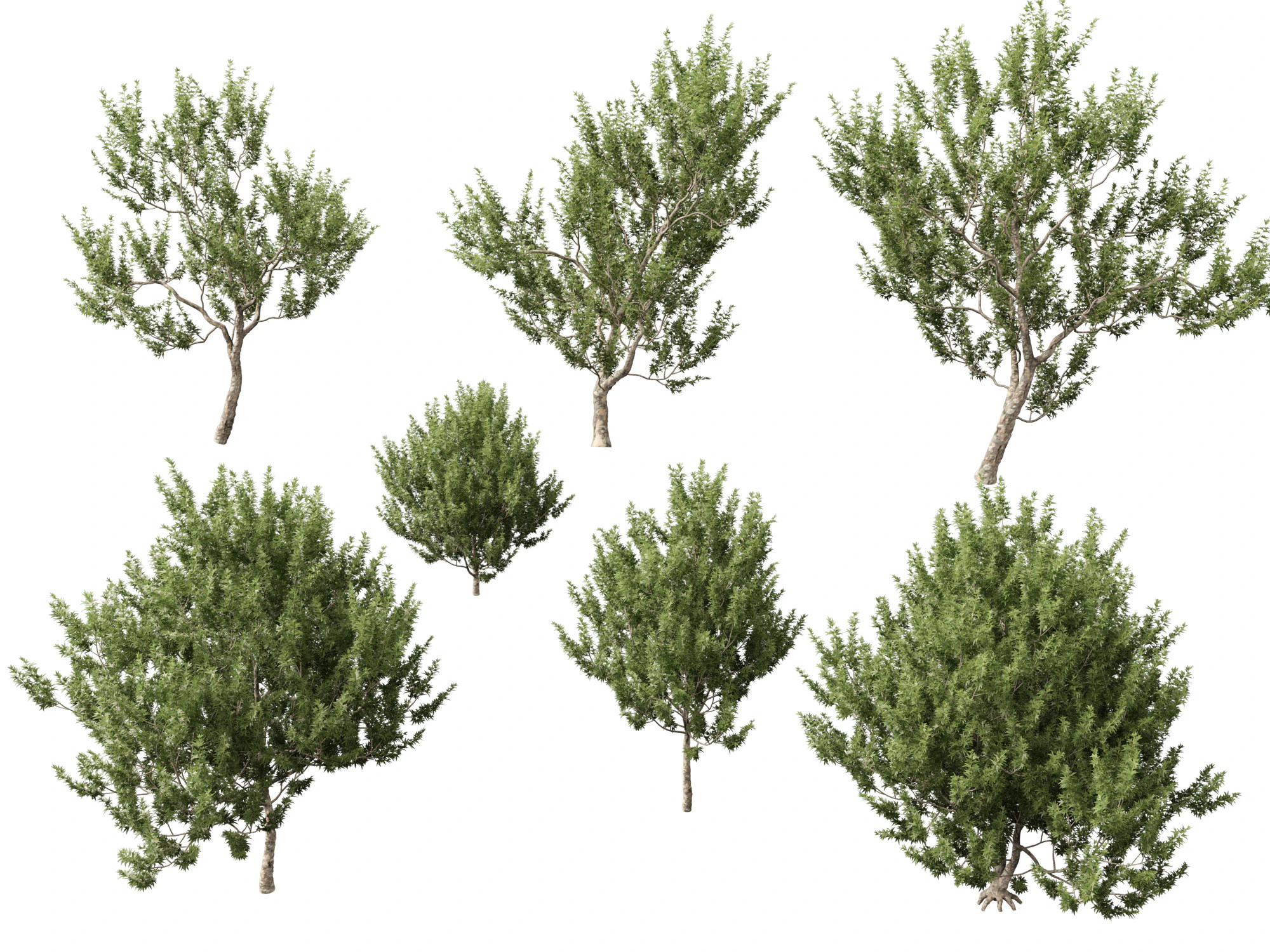 HighpolyLowpoly Platanus Racemosa - California Sycamore 3D Model .c4d .max .obj .3ds .fbx .stl .blend 