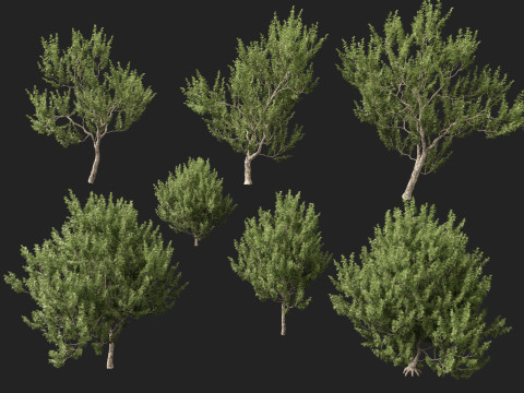 HighpolyLowpoly Platanus Racemosa - Sicomoro della California Modello 3D