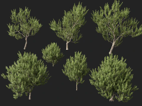 HighpolyLowpoly Platanus Racemosa - California Sycamore 3D Model